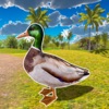 飞行鸭子生活模拟器游戏ios苹果版
